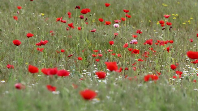Wind in a beautiful colorful red poppy flowers on the meadow. Breeze in bushes of wild poppies, close up. Motion video, selective focus.
