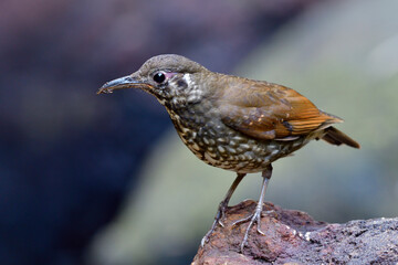 Magnificent long bills bird fully standing on rock in low lighting environment, Dark-sided thrush (Zoothera marginata)