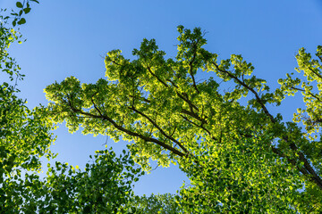 green leaves and blue sky