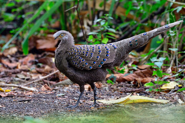 Male Grey or Burmese peacock-pheasant (Polyplectron bicalcaratum) large camouflage with velvet blue spots on it feathers and tail proudly standing on its living habiation area in deep forest