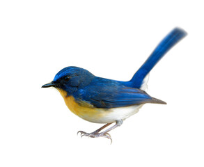Male of  Tickell's blue flycatcher (Cyornis tickelliae) beautiful bird with orange chest and white belly with long tail wagging solated on white background details from head to toes