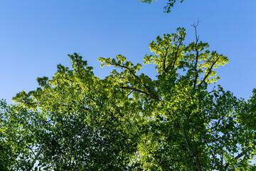 green leaves against blue sky