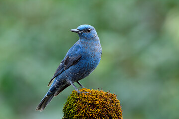 Male of Blue rock thrush ( Monticola solitarius) pale grey to blue bird perching on mossy spot over fine green background in nature, magnificent creature in wild