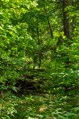 forest in the forest