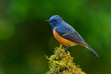 Male of Blue-fronted redstart (Phoenicurus frontalis) beautiful blue bird with orange feathers on its body perching on green moss grass over fine blur background, magnificent wild animal