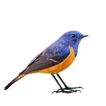 Male of Blue-fronted redstart (Phoenicurus frontalis) beautiful blue bird with orange belly fully standing in oil painting style over white background, magnificent art nature