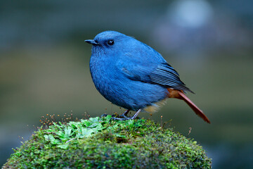 Male of Plumbeous Water Redstart (Phoenicurus fuliginosus) giant fat blue and grey bird with red...