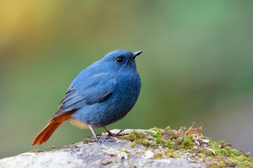 Male of Plumbeous Water Redstart (Phoenicurus fuliginosus) most chubby blue and grey bird with red tail perching on white rock in stream over fine blue background
