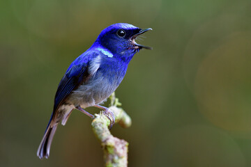 Male of Small niltava (Niltava macgrigoriae) lovely dark blue to grey feather bird with beautiful song while singing in calm forest, exotic animal