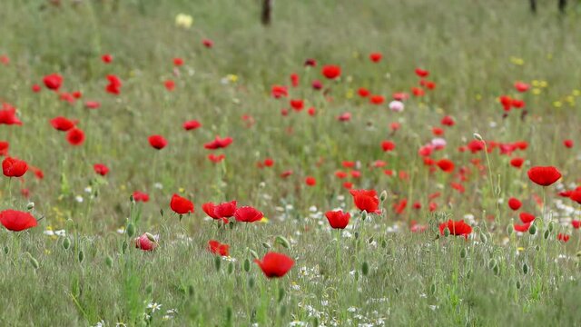 Wind in a beautiful colorful red poppy flowers on the meadow. Beautiful flowers and spring nature composition.