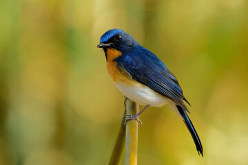Male of Tickell's blue flycatcher (Cyornis tickelliae) exotic bird with orange breast white belly and long tail with sharp eyes perching on bamboo stick over blur bright background