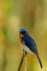 Male of Tickell's blue flycatcher (Cyornis tickelliae) handsome bird with orange breast white belly and long tail perching on bamboo stick over blur yellow background