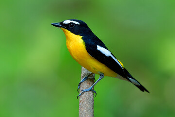Fototapeta premium Male of Yellow-rumped flycatcher, beautiful yellow bird with black and white marking on its wings perching tree stick over fine blur green background in nature