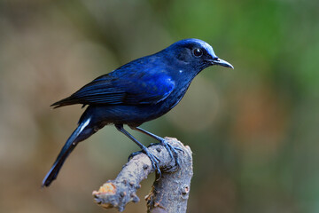 Male of White-tailed robin (Myiomela leucura) dark blue bird with white marking ot its tail perching on wooden stick in nature