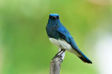 Male of Zappey's flycatcher (Cyanoptila cumatilis) fascinated bright blue bird with white belly perching on wooden branch strait looking forward, fascinated wild animal