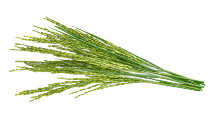 green paddy rice isolated on white background