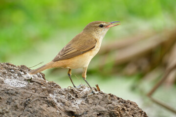 Oriental Reed Warbler (Acrocephalus orientalis) clean pale brown bird standing on dirt station while searching for meal in open land