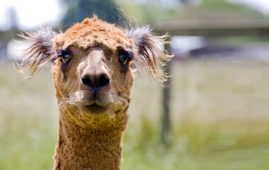 Fototapeta premium Brown Alpaca head shot front view close up on green background. Farming in Sonoma County California. Blurred Background