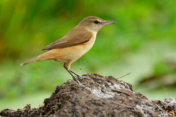 Oriental Reed Warbler Acrocephalus Orientalis
