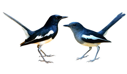 Pair male and female of Oriental Magpie Robin, beautiful common black and white birds isolated on white background