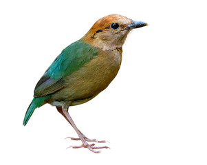 Pretty Pale green bird with brown head to belly isolated on white background show details of sharp feathers profile, Rusty-naped pitta