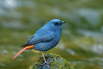 Plumbeous Water Redstart (Phoenicurus fuliginosus) lovely blue and grey bird with red tail standing on black rock with green mossy grass in waterfall stream