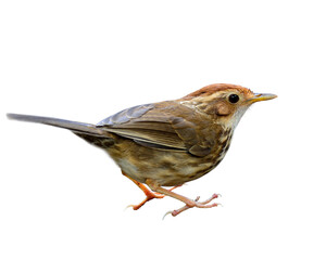Puff-throated Babbler (Pellorneum ruficeps) lovely cute brown bird showing details from head face back wings tail feet to toe isolated on white background, exotic ceature