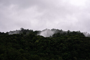 Fog origin from forest, jungle under the sky have full fog mist and cloud in Doi Inthanon, Chiang Mai, Thailand.