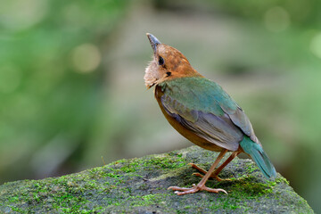 Rusty-naped pitta (Hydrornis oatesi) beautiful pale green to brown bird keep alerting for invading...