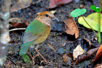  Rusty-naped pitta (Hydrornis oatesi) exotic green to brown bird stading on its habitation ground in stream while searching for meal in early morning