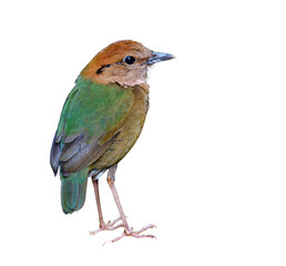 Rusty-naped pitta (Hydrornis oatesi) fascinated pale green back to tail and brown body to head bird isolated on white background, beautiful rare bird in Thailand