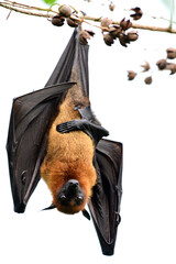 Scary giant huge fruit eating bat with eye open while hanging on tree branch in garden, Lyle's...