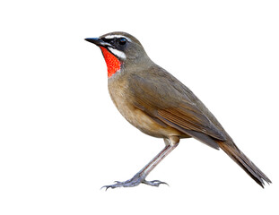 Beautiful brown bird with velvet red feathers as ruby stone on its chin isolated on white backghround details from head to tail and toes, Siberian rubythroat (Calliope calliope)