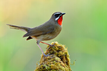 Siberian rubythroat (Calliope calliope) happy brown bird with velvet red feathers on its chin with...