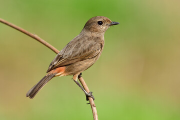 Slim brown bird perching on wooden twig inder strong sunlight in meadow field, female of Pied bushchat (Saxicola caprata)