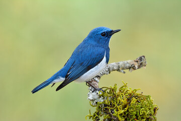 Small blue and white bird living on pine wood stick over green mossy grass on bright sunshine background in the wild freedom life, Ultramarine or white-browed blue flycatcher (Ficedula superciliaris)