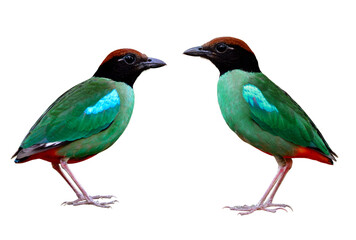 Twin Hooded or Chestnut-crowned pitta (Pitta sordida) beautiful green bird with brown head black face and red tail with crispy sharp details of feathers isolated on white background