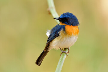 Tickell's blue flycatcher (Cyornis tickelliae) tiny fat blue bird with orange breast white belly and  big eyes perching on bamboo stick over bright background in nature