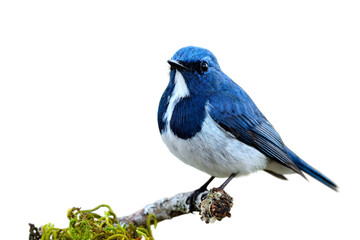 Ultramarine or white-browed blue flycatcher (Ficedula superciliaris) cute little blue and white bird living on pine wood stick isolated on white background, fascinated wild animal