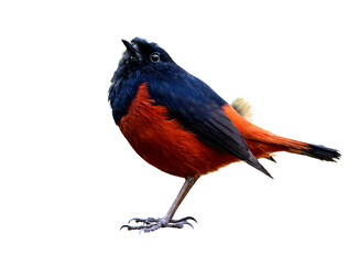 White-capped water redstart (Phoenicurus leucocephalus) beautiful red and black bird with white spot on its head showing lovely action of tail wagging isolated on white background