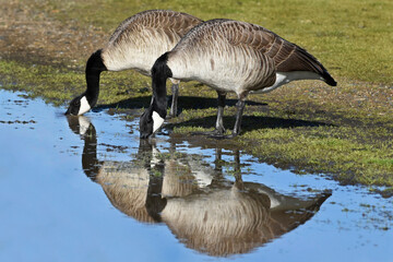 Canadian Geese duo or pair drinking