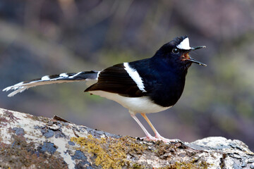 White-crowned Forktail (Enicurus leschenaulti) beautiful black and white bird with fine long tail singing noisy song with happy actions
