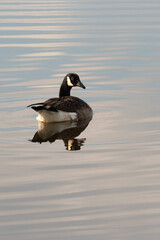 Canada Goose floating on a quiet pond