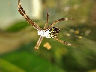 Poisonous spider inside green leaf. Arachnophobia concept, fear of spider. Spider bite or fingering. Spider on spider web. Jumping Spider.