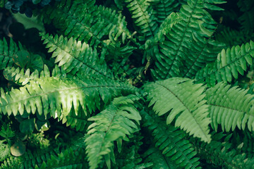 Fototapeta na wymiar Beautiful ferns leaves green foliage natural floral fern background