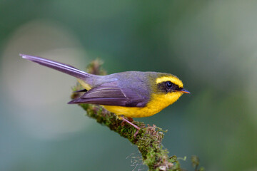 Yellow-bellied Fairy-flycatcheror fantail (Chelidorhynx hypoxanthus) beautiful yelow with grey wings perching on mossy stick looking for flying insect to be catch