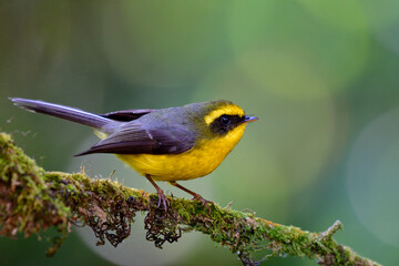 Yellow-bellied fantail (Chelidorhynx hypoxanthus) beautiful small yellow bird with grey wings short bills perching on mossy wooden branch looking for flying insect to catch