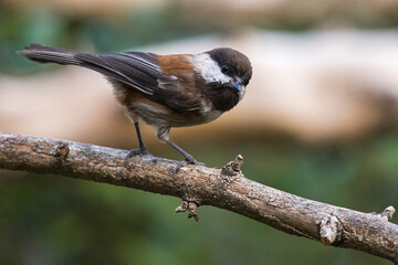 Chestnut-backed Chickadee perched on a tree limb