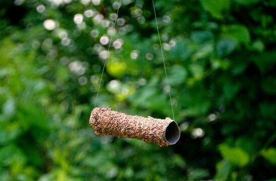 A homemade bird feeder made with paper towel roll and fishing line