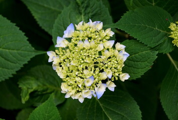 Early stage of hydrangea blooms in the Spring